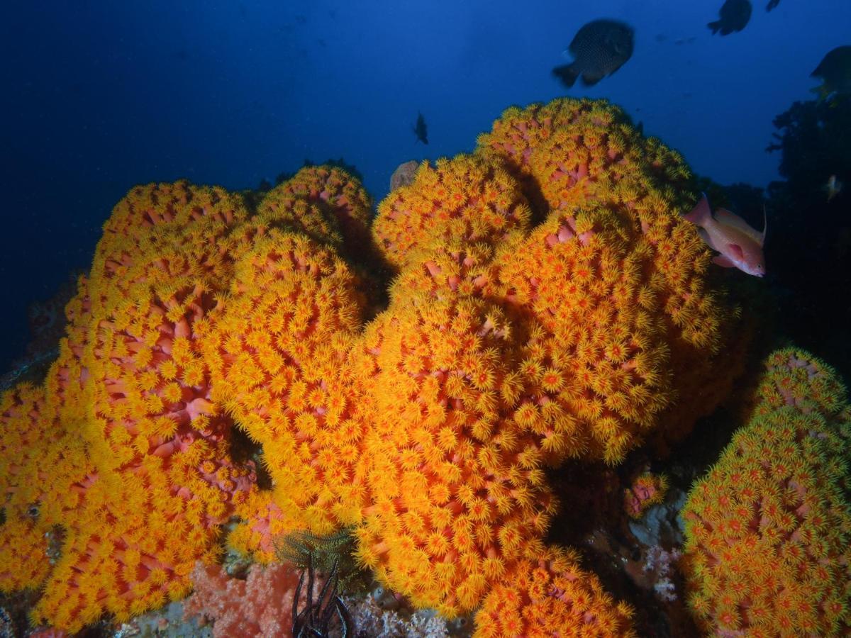 Blue Bay Divers Likupang Bangka Exterior photo